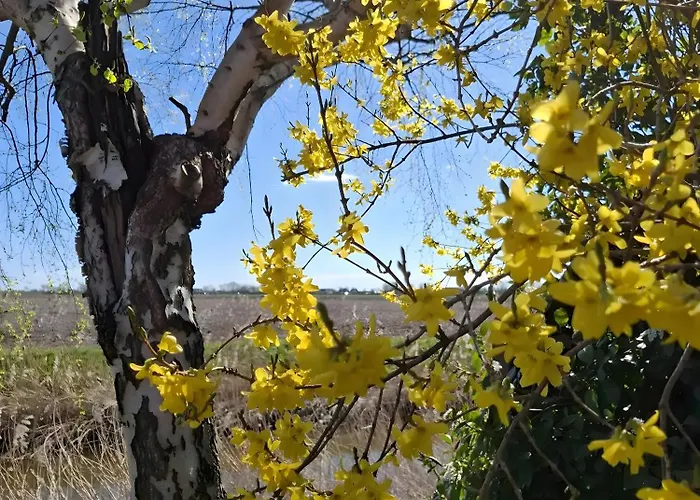 Feriehus 5 Sterne Timeout 230qm Friedrichskoog